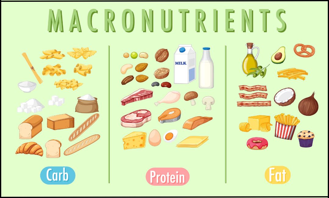 Protein, Carbs, and Fats